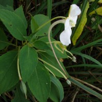 Impatiens henslowiana Arn.